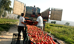 خسارت به بیش از 250 هکتار مزارع گوجه‌فرنگی سعدآباد
